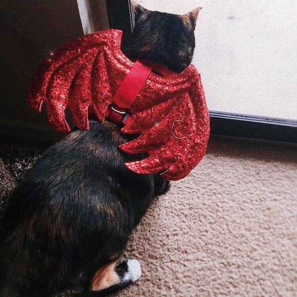 🔥🔥Host Pick 🔥🔥🔥Pet Halloween Costumes /Free Toy🐈🐈‍⬛ - Picture 3 of 11